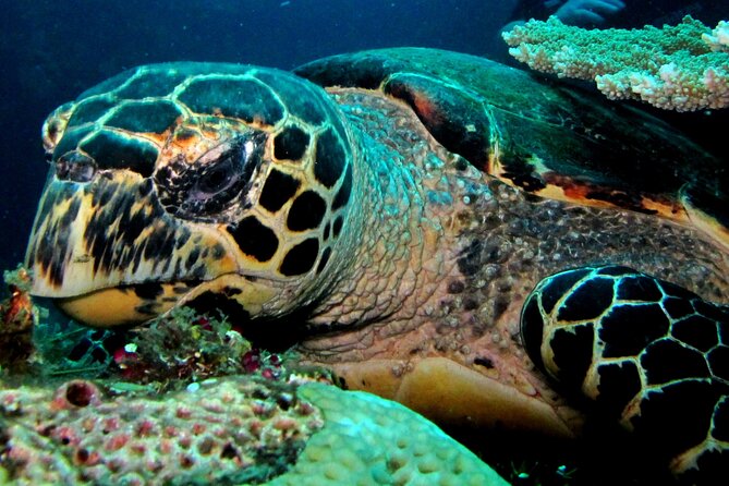 2 PADI Certified Dives at Tulamben from Bali - The coral garden session comes first