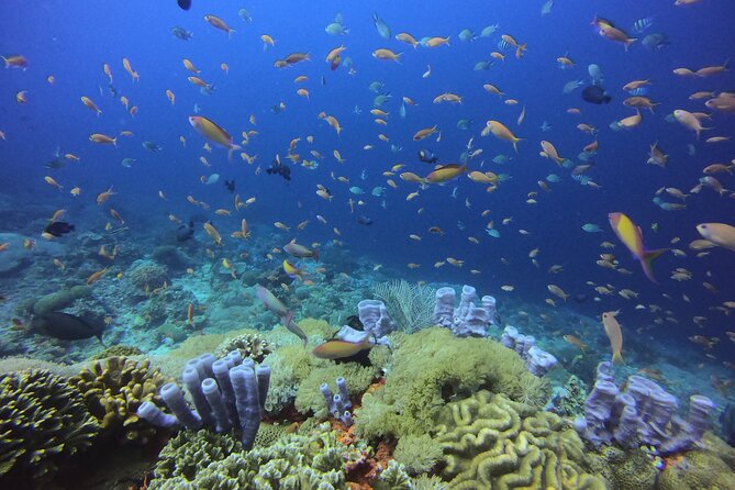 3 Epic Dives in Nusa Penida - Certified Divers' Day Trip - The early start from Kuta, Legian, and Seminyak
