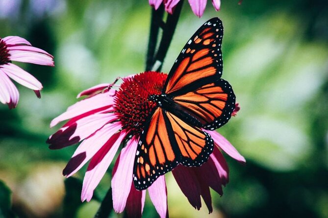 4-Hour Private Tour in Jatiluwih Terraces and Butterfly Park - Three Bali Experiences in Four Hours