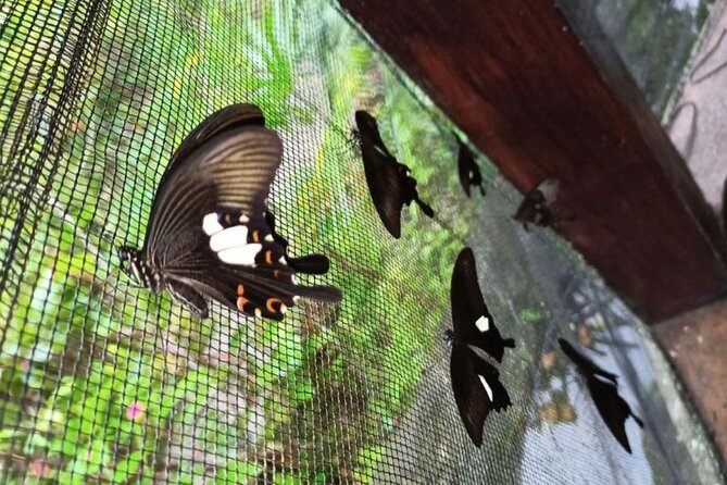 4-Hour Private Tour in Jatiluwih Terraces and Butterfly Park - Penatahan Hot Spring: A Quiet Finish