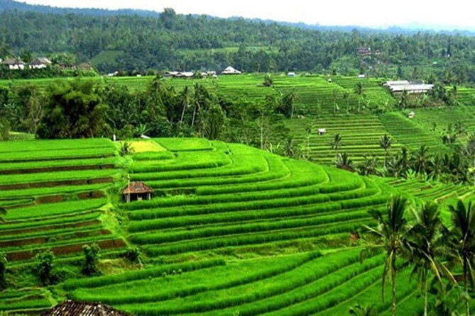 4-Hour Private Tour in Jatiluwih Terraces and Butterfly Park - Is $70 Good Value?
