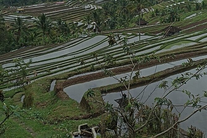 4-Hour Private Tour in Jatiluwih Terraces and Butterfly Park - Should You Book This Private Jatiluwih Tour?