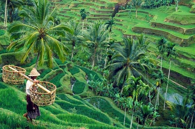 All inclusive Ubud private tour - Tegalalang Rice Terrace and the shape of Bali’s farms