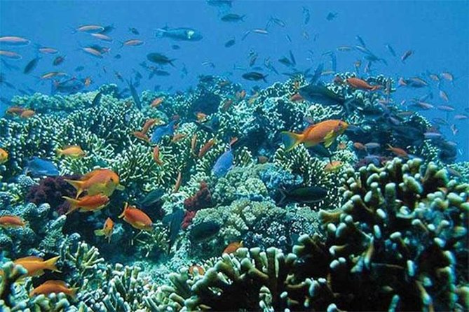 All Ticket Inclusive-Blue Lagoon Snorkeling-Ubud Monkey Forest & Ubud Waterfall - Pickup areas and what to bring