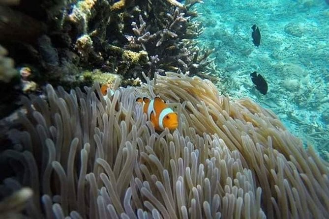 Bali Best Snorkeling at Blue Lagoon - Tanjung Jepun adds a second view below the surface