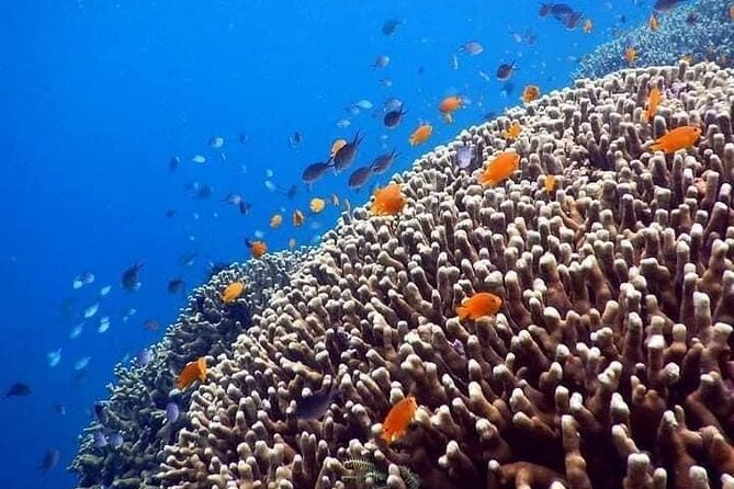 Bali Best Snorkeling at Blue Lagoon - Padangbai is the real setting, not Kuta