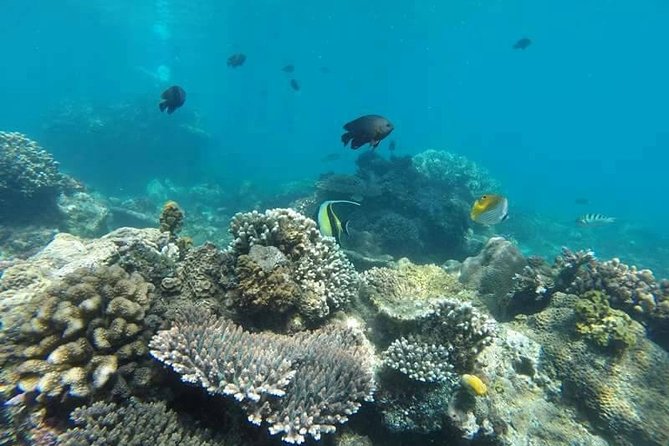 Bali Best Snorkeling at Blue Lagoon - Is $29.99 a good price?