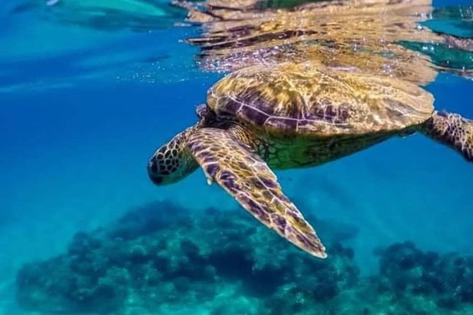 Bali Best Snorkeling at Blue Lagoon - Transport and meeting point details to confirm