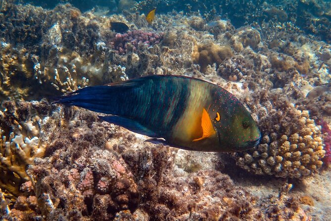 Bali Blue Lagoon Snorkeling with Private Transfer and Lunch - Is $42 a Fair Price?