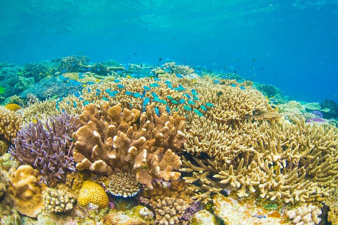 Bali Blue Lagoon Snorkeling with Private Transfer and Lunch - What the Service Feels Like on the Day