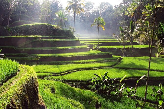 Bali Full-Day Tours : Waterfall and Ubud Destination Trip - A full day built around Ubud’s greatest hits