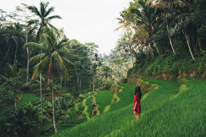 Bali Highlights : Nature, Waterfall, Rice Terraces and Volcano - Key points to know before booking