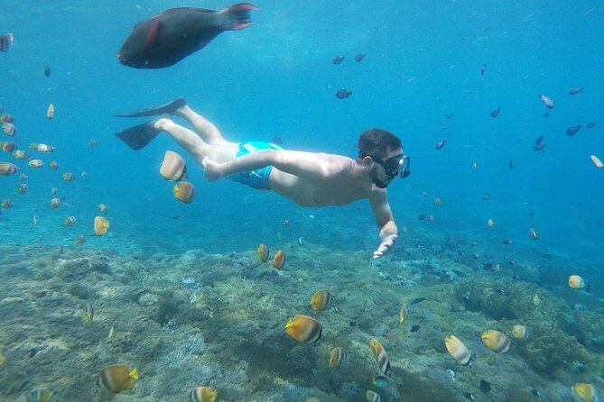 Bali Nusa Penida and Private Snorkeling (Manta Bay, Gamat, Wall) - Manta Bay: the day’s big wildlife hope