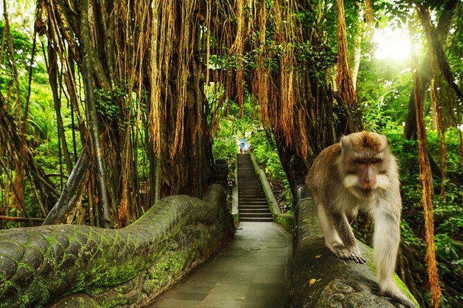 Bali Private inclusive tour: Best of Ubud in a Day - Meeting more than 600 monkeys in the forest