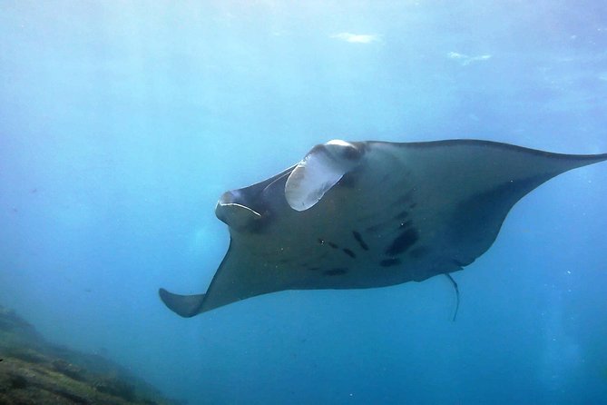 Bali Scuba Diving at Nusa Penida Manta Point For Certified Diver - Key points to know before you book