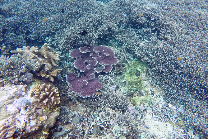 Bali Scuba Diving at Nusa Penida Manta Point For Certified Diver - Manta Point gives the morning its big moment