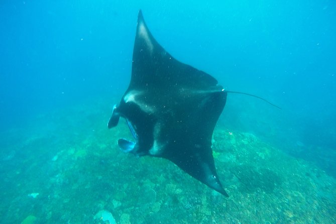 Bali Scuba Diving at Nusa Penida Manta Point For Certified Diver - Crystal Bay adds scenery and stronger current