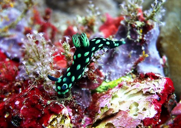 Bali Scuba Diving at Padang Bai for Certified Diver - Why Padang Bai works well for a Bali underwater day