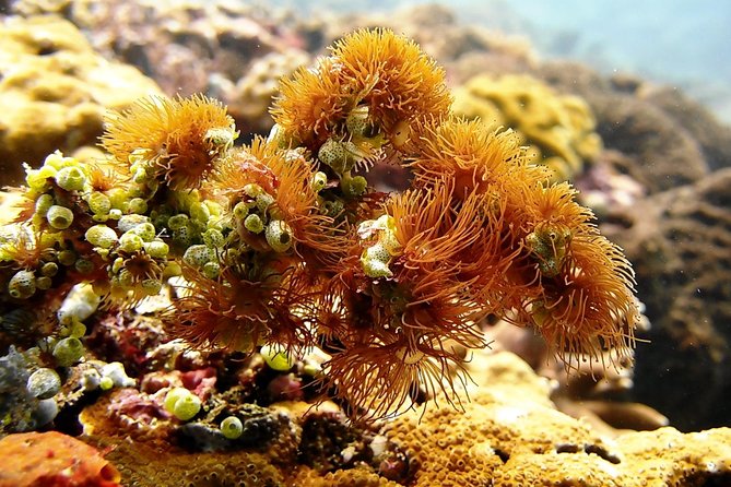 Bali Scuba Diving at Padang Bai for Certified Diver - Two boat descents around 9:00 AM