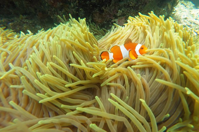 Bali Scuba Diving at Padang Bai for Certified Diver - Lunch beside the boat launch at 1:00 PM