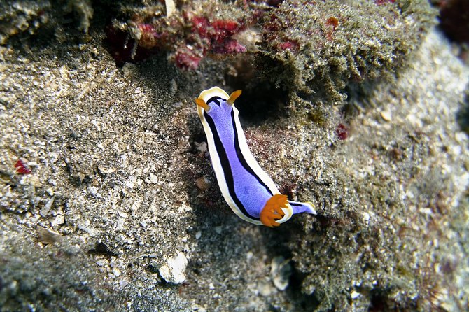 Bali Scuba Diving at Padang Bai for Certified Diver - The 2:00 PM return and 3:00 PM drop-off