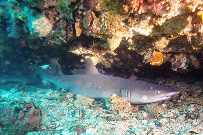 Bali Scuba Diving at Padang Bai for Certified Diver - The 7:00 AM pickup and Sanur preparation