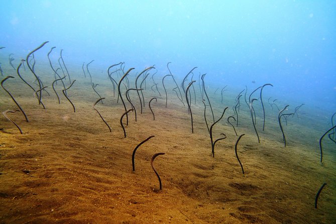 Bali Scuba Diving trip at Tulamben for Certified Diver - Group size and guide attention