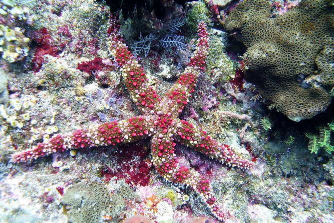 Bali Scuba Diving trip at Tulamben for Certified Diver - Is $98.34 a fair price?