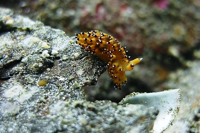Bali Scuba Diving trip at Tulamben for Certified Diver - Who should book this Bali scuba trip?