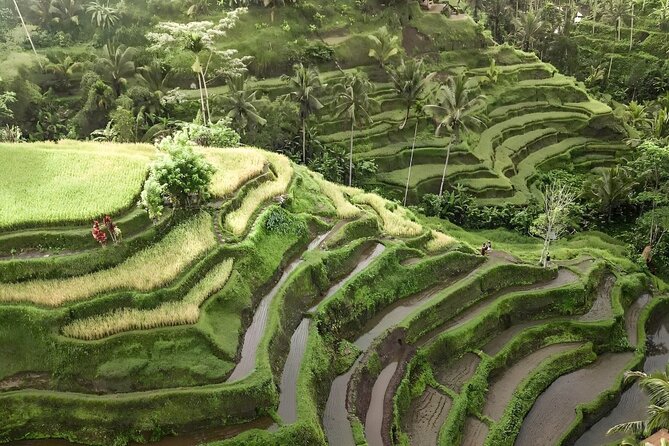 Bali Shore Excursions : Best of Bali Tour - The $25 price and what it really covers