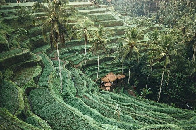 Bali Tour Customized With Local Guide - What the private transport adds