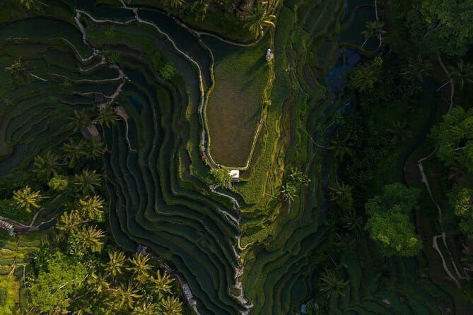 Best Day Tour - #3 World Cleanest Traditional Village - Why this private Ubud route works well