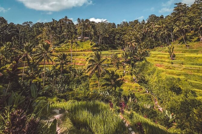 Best Of Ubud Private Day Tour With Local Guide - Tegenungan Waterfall: Bali scenery with a one-hour stop