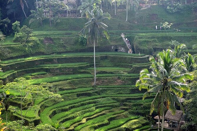 Best Of Ubud Private Day Tour With Local Guide - Tegalalang Rice Terrace: big views in a short visit