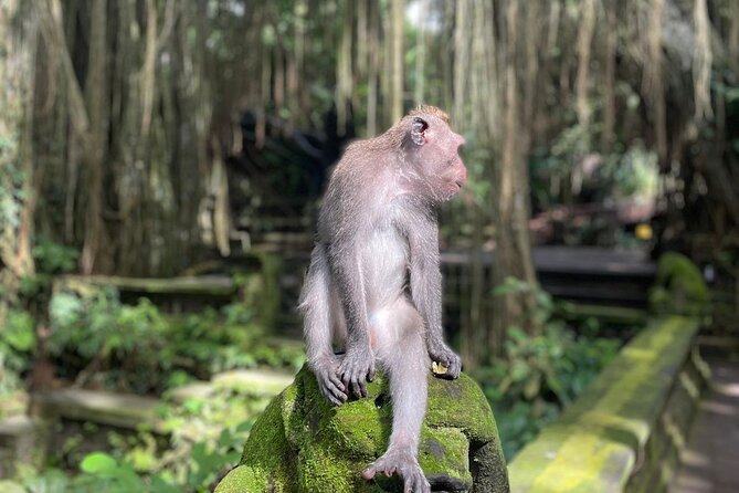 Best of Ubud Sightseeing Private All Inclusive Tour - Meeting the macaques in the Sacred Monkey Forest