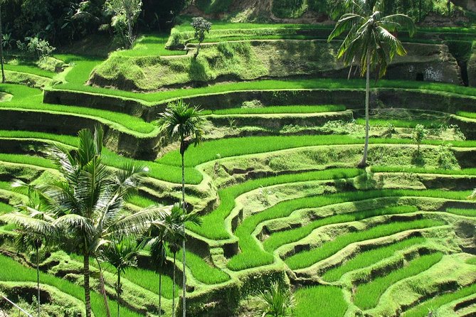Best Of Ubud Tours - What this Ubud day trip is really designed to do