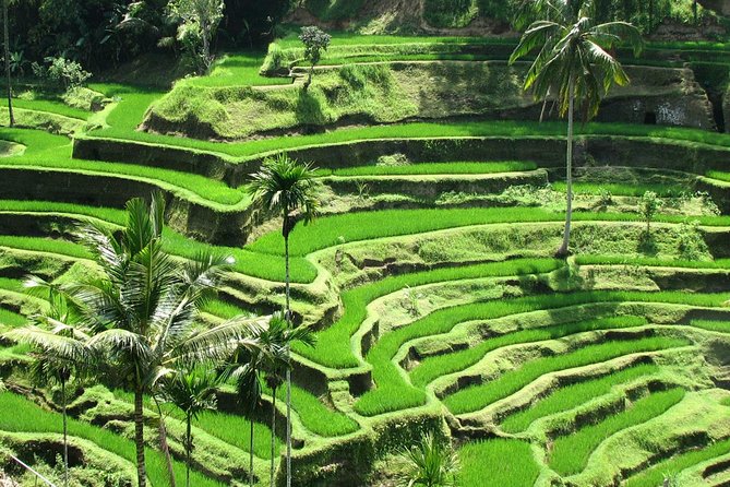 Best of Ubud with Jungle Swing Experience - Batuan house compounds and Puseh Batuan Temple