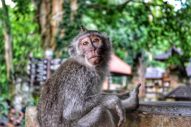 Cretya Ubud and Monkey Forest Sanctuary Tours - Practical value, timing, and cancellation