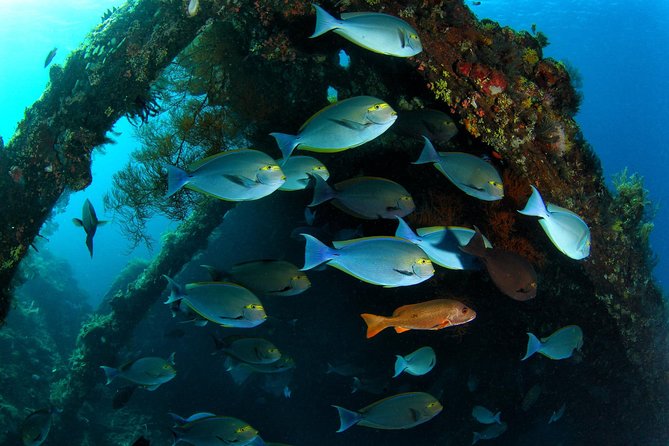 Day Trip certified divers - 3 Dives in Tulamben (pick-up & drop-off included) - Your 7 a.m. pickup and two-hour ride