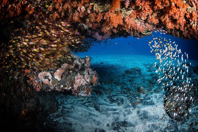 Day Trip certified divers - 3 Dives in Tulamben (pick-up & drop-off included) - The real price: $149.80 for a very long day