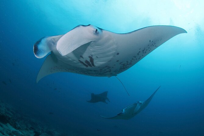 Day Trip Discover Scuba dive in Nusa Penida 2 dives (From Sanur - South Bali) - Pool practice in Sanur prepares you properly