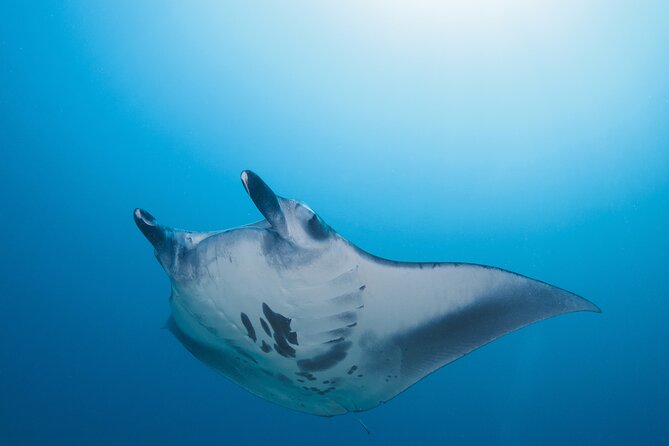 Day Trip snorkeling Nusa Penida - Manta 3 sites (from south bali) - The early morning run from South Bali
