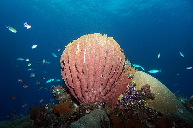 Diving at Tulamben Liberty Shipwreck 2 dives for certified divers - The four-to-one guide ratio matters
