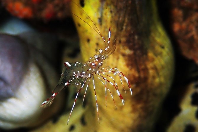Diving at Tulamben Liberty Shipwreck 2 dives for certified divers - What the $143 price includes