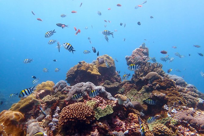 Diving at Tulamben Liberty Shipwreck 2 dives for certified divers - What the customer feedback tells me about the service