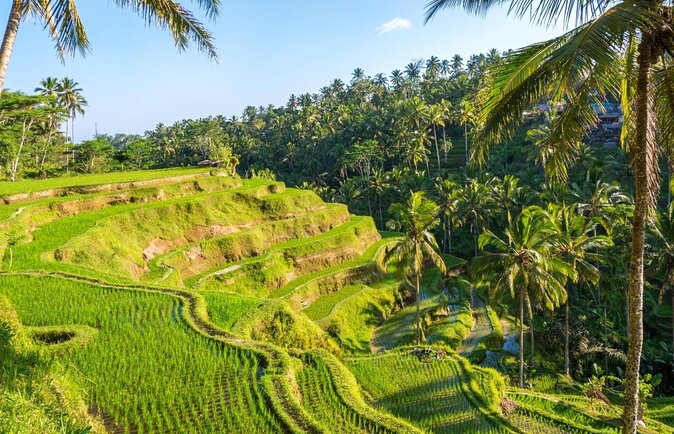 Favorite Sites of Ubud Daytrip - Key points to know before booking