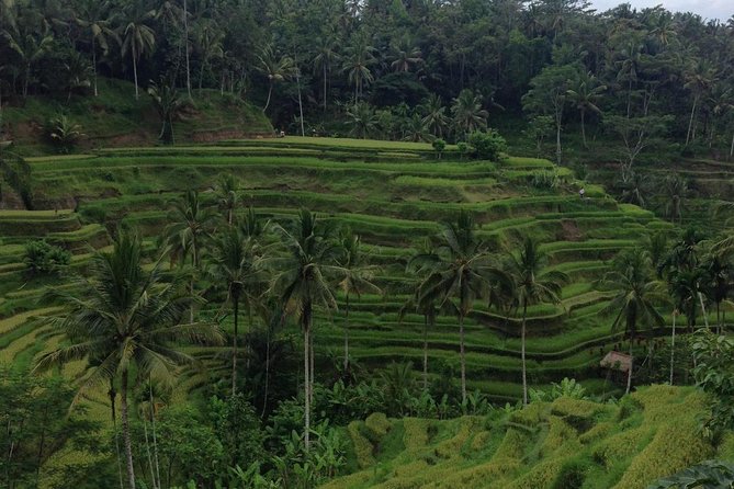 Favorite Sites of Ubud Daytrip - Why this Ubud day trip works as a first look at Bali