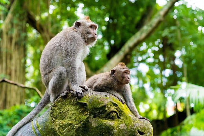 Full Day ATV Ride, Monkey Forest,Tegalalang Rice Terrace - Why this Ubud day works