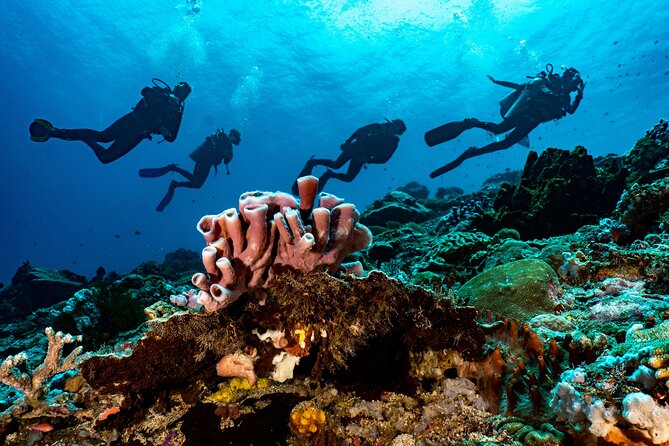 Full-Day Discover Scuba Diving Tour for Beginners in Tulamben - Lunch and the Tulamben Dive Center