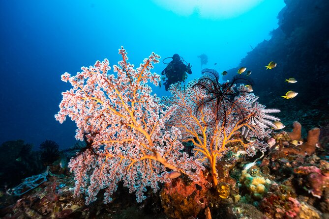 Full-Day Discover Scuba Diving Tour for Beginners in Tulamben - Who Should Book This Day